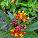 Asclepias curassavica 'Red Butterfly'